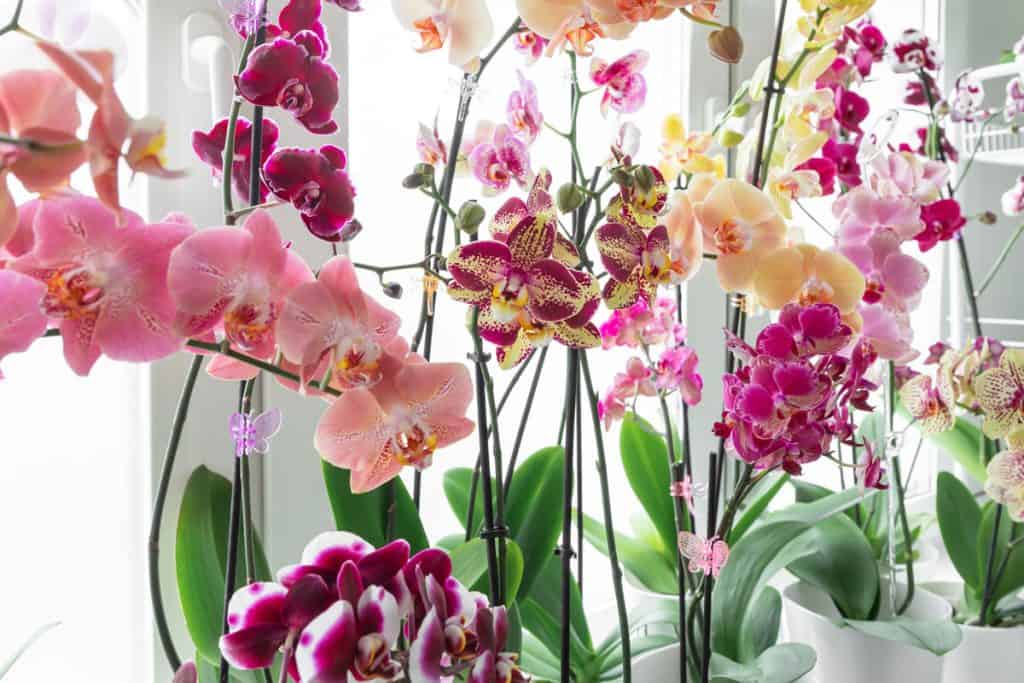Orchids placed on window sill for sun exposure