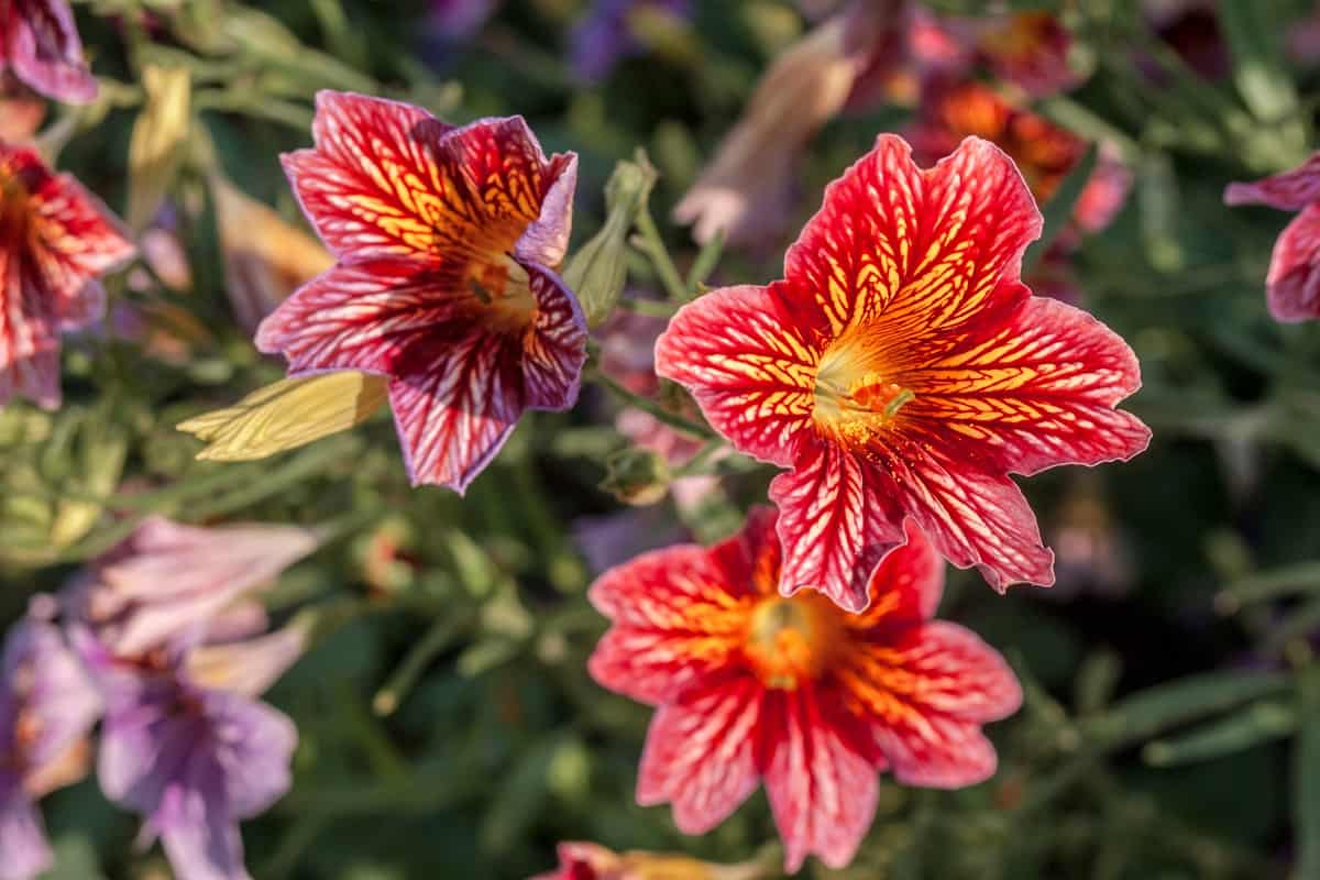 Painted Tongue (Salpiglossis sinuata) in garden, Moscow region, Russia