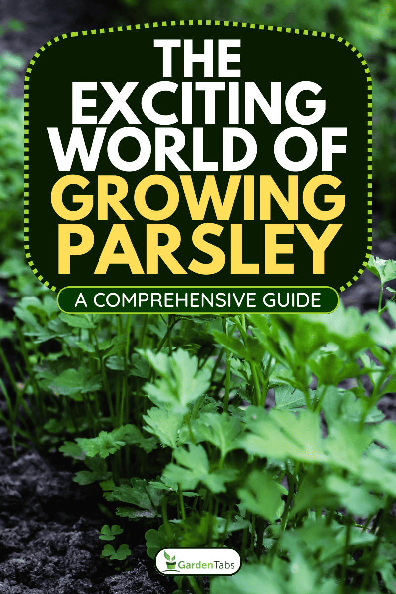 Parsley growing in the garden, The Exciting World of Growing Parsley: A Comprehensive Guide
