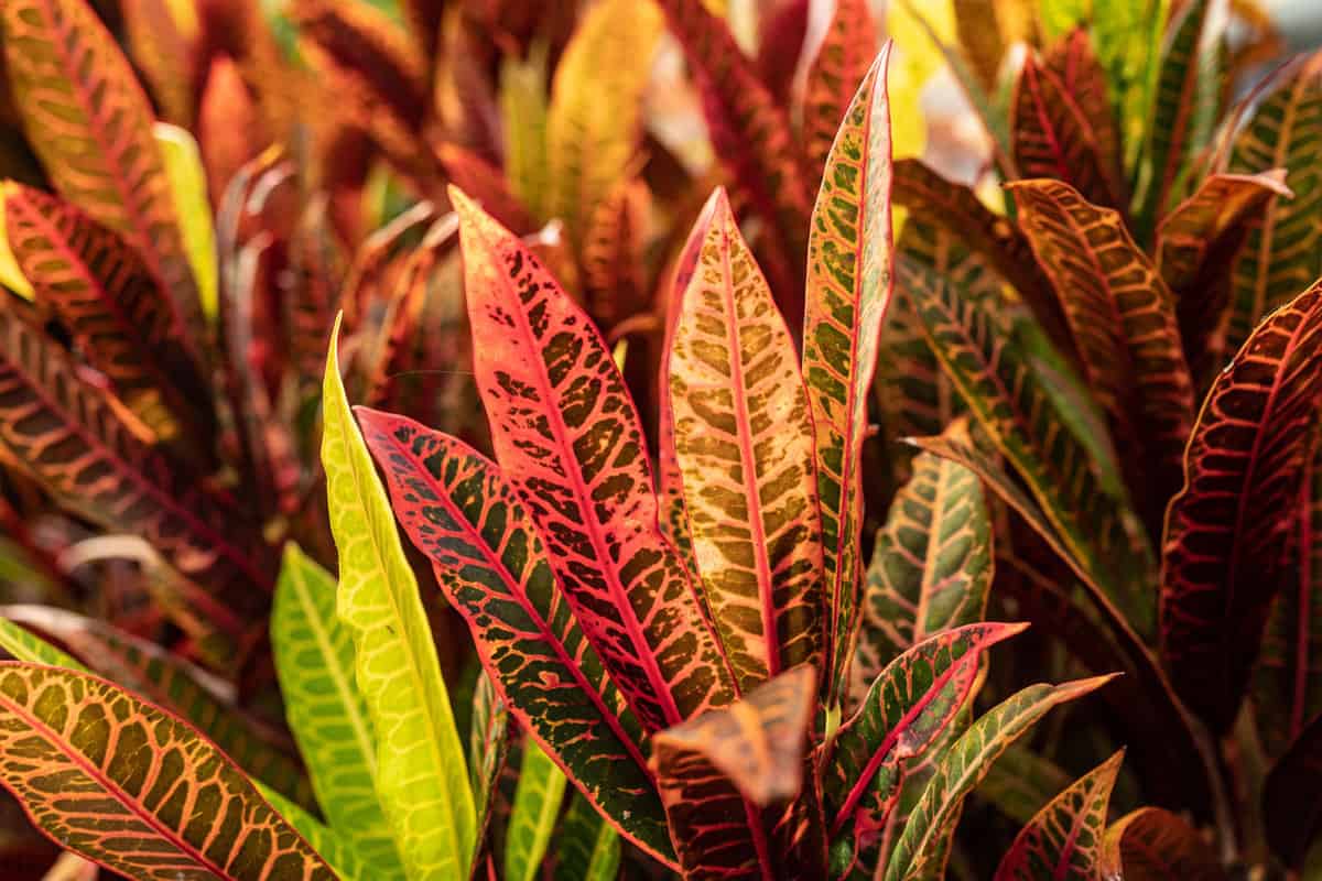 Partly blurred red iceton type of fire croton or codiaeum variegatum foliage background