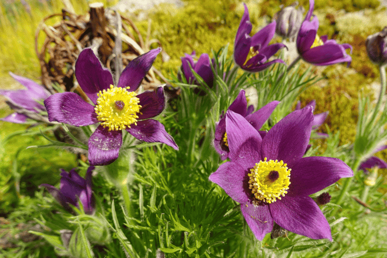 Pasque flower on the field, The 17 Best Plants to Grow in Zone 1a (-60 to -55 °F/-51.1 to -48.3 °C)