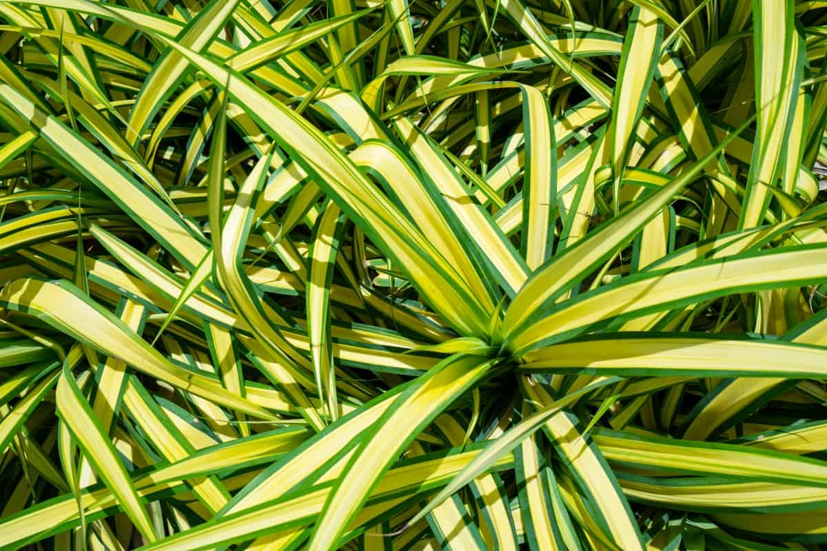 Pattern of plant names Carex Morrowii Ice Dance, also known as Japanese Variegated Sedge Grass and Carex Ice Dance, is an evergreen sedge with sharp, long, green leaves with white edges