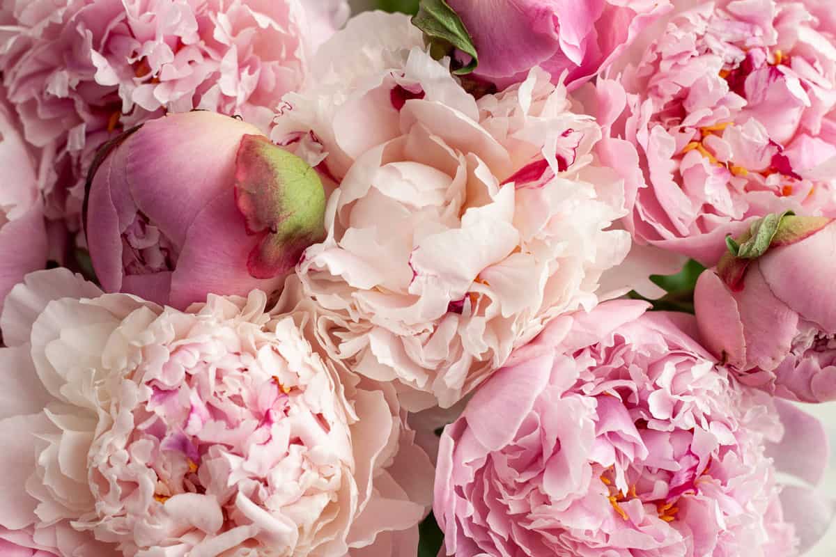 Beautiful peonies photographed in detail