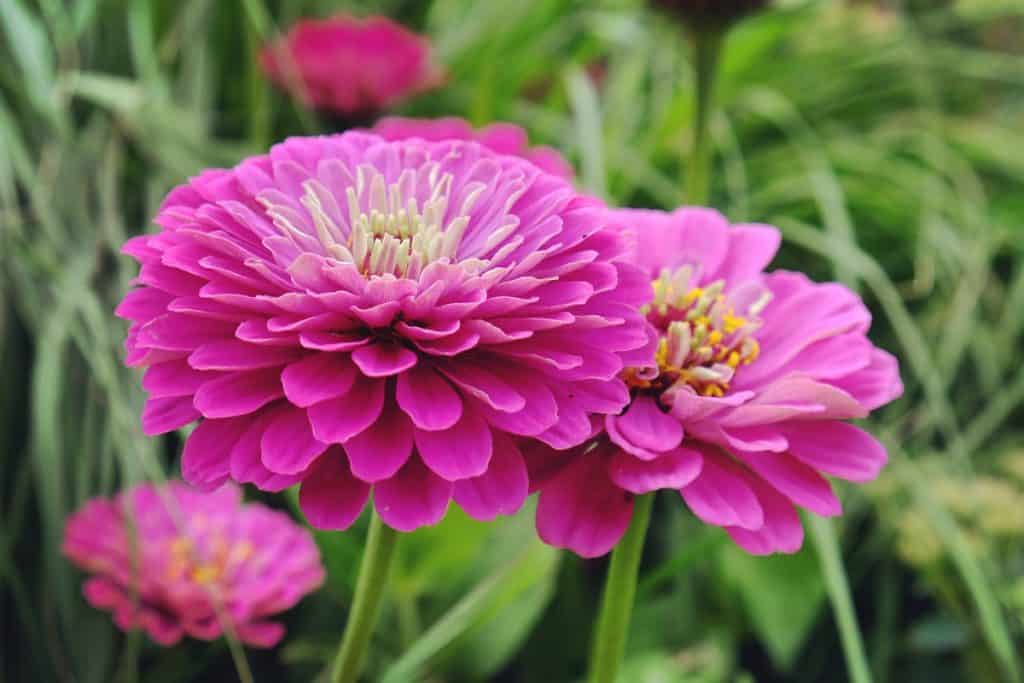 Pink Common Zinnia (Zinnia elegans) 'purple prince' in flower during the summer months