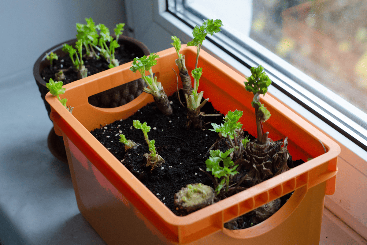 Planting parsley and celery on a windowsill