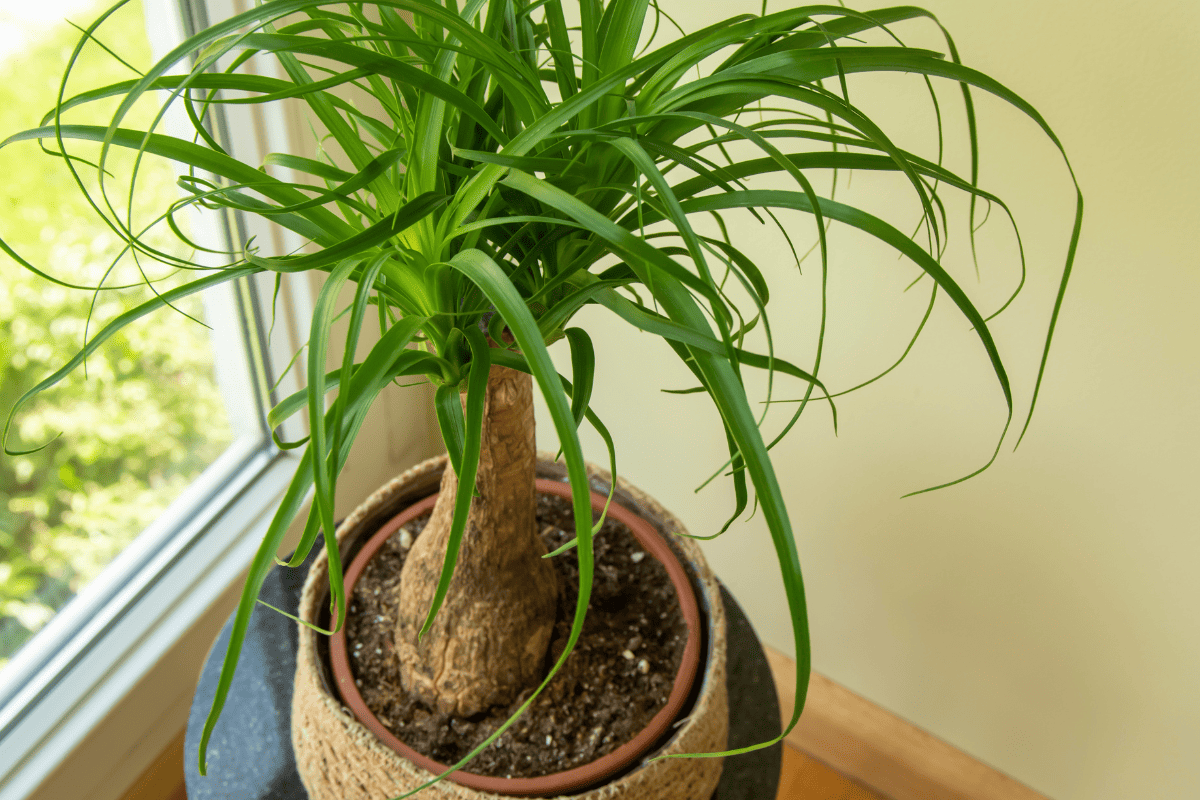 Ponytail palm near window