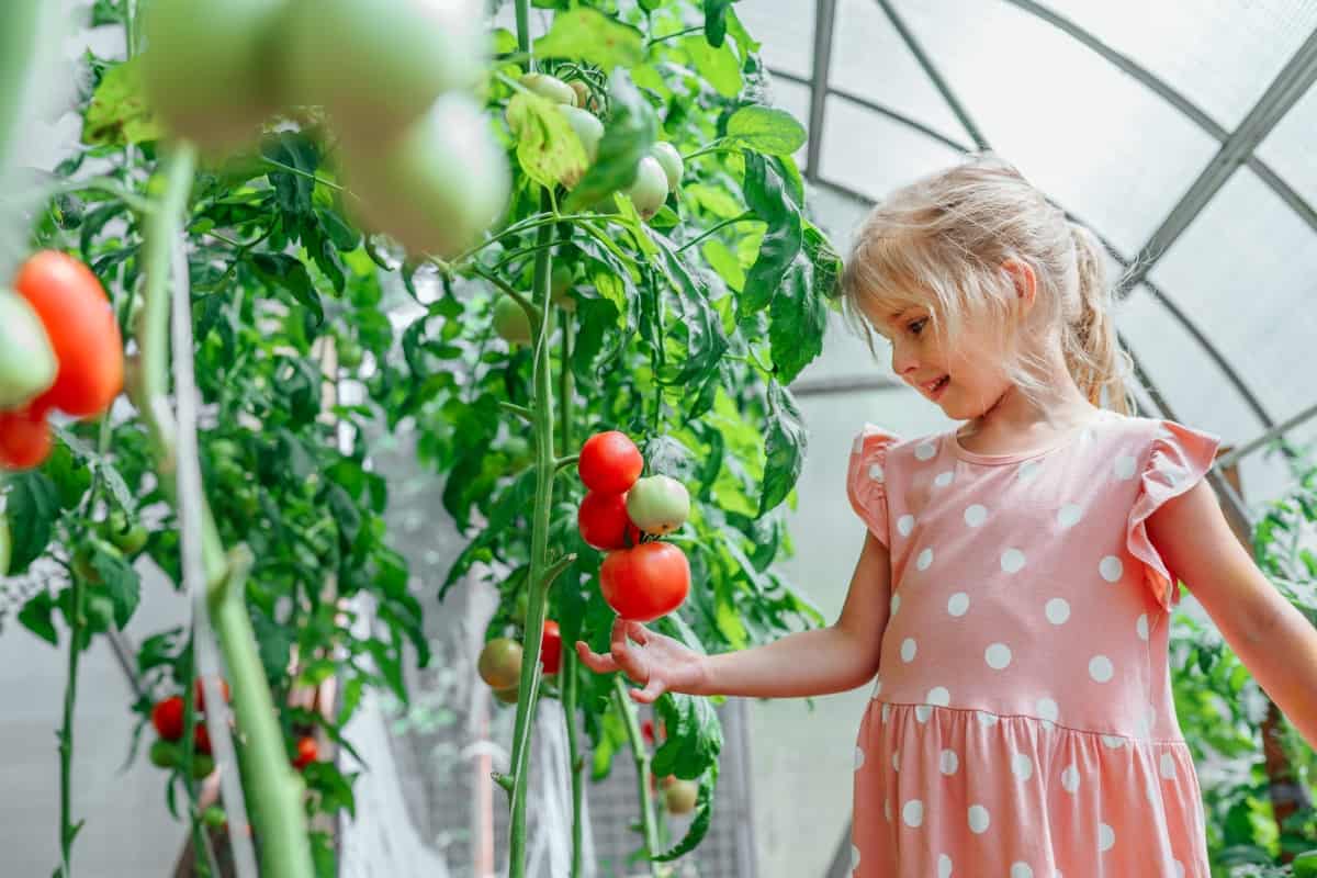 Portrait of smiling joyful blonde girl standing near bush of tomatoes in greenhouse in village country house. Happy smiling delightful mood. Natural organic vitamin vegetarian food. Summer light day
