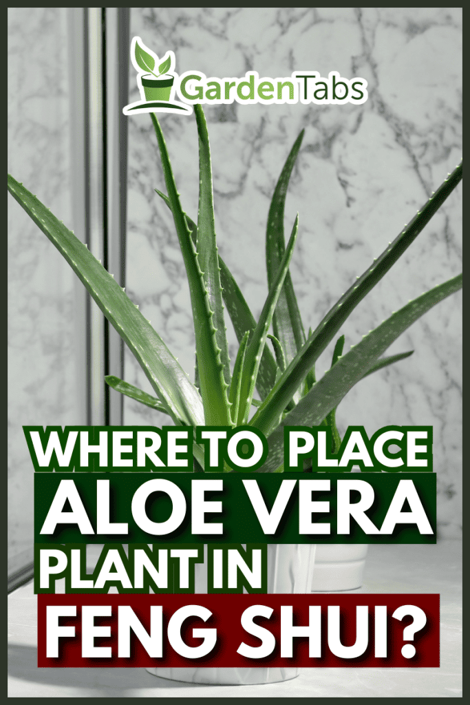Potted aloe vera plant on windowsill in room. - Where To Place Aloe Vera Plant In Feng Shui?