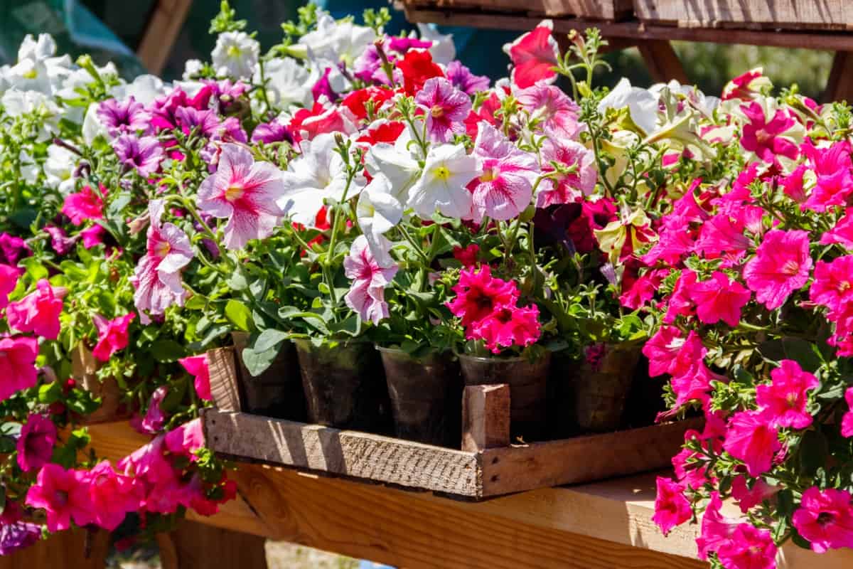 Potted colorful petunia flowers for sale on street market, 13 Low-Maintenance Flowering Plants Perfect for Container Gardens