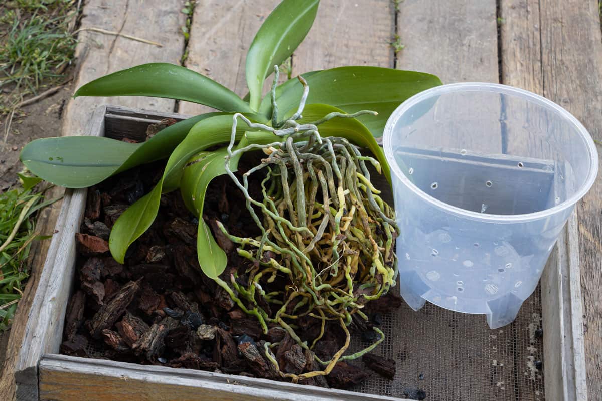 Repotting orchids at the garden table