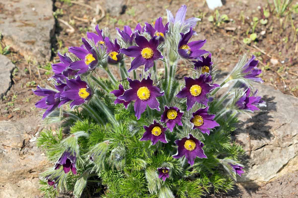 Anemone,Patens,Or,Pulsatilla,Patens.,Common,Names,Include,Eastern,Pasqueflower,
