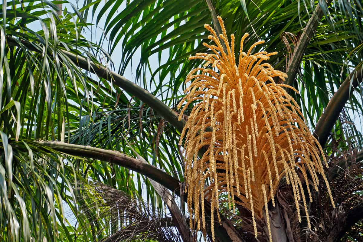 Queen palm tree flower buds (Syagrus romanzoffiana)