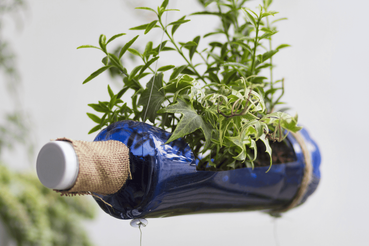 Recycled bottle with plants