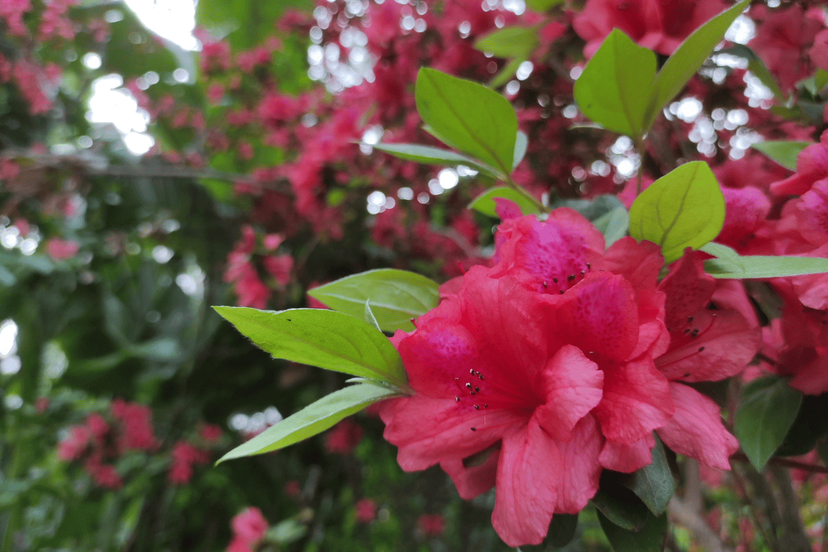 Rhododendron spp or Azalea flowers close up