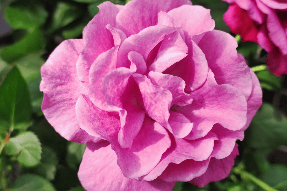Rosaceae (Rosa spp.) also known as a rose plant