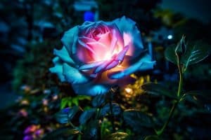 Rose, Glowing Gardens: The Magic of Bioluminescent Plants from Giant Sunflowers to Blue Roses