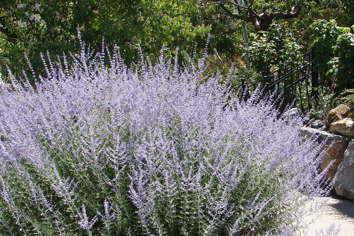 Russian Sage at the garden