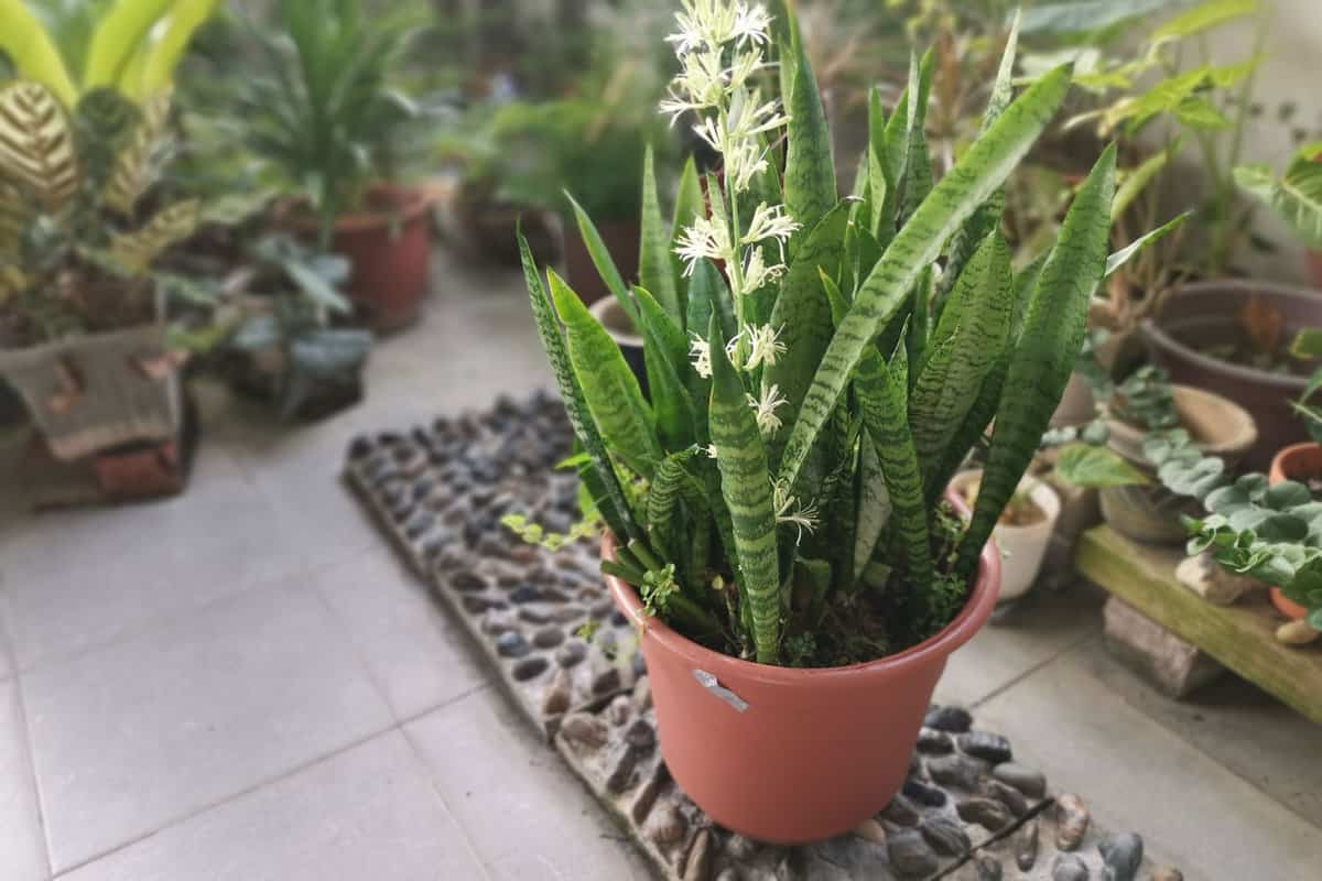 Sansevieria Snake Plant pot with sprouting White Flower