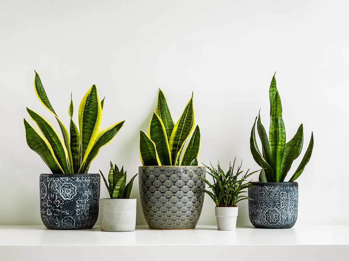 Sansevieria or snake plants in different ceramic flowerpots on the light background, connecting with nature and indoor garden concept
