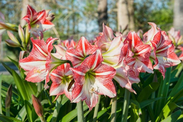 Red and White Striped Amaryllis Blooming