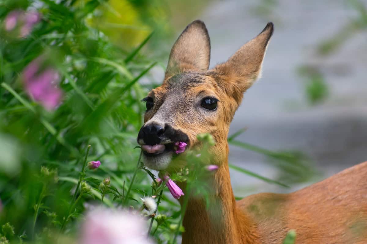 Young roe deer munching on pink mallow flowers in a residential garden.