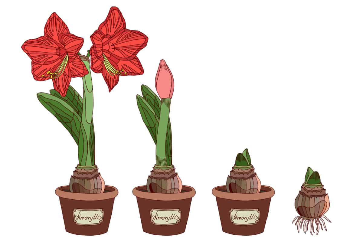 Vector illustration of Amaryllis growth stages. Hippeastrum in a pot. Bulb, sprout and amaryllis flower.