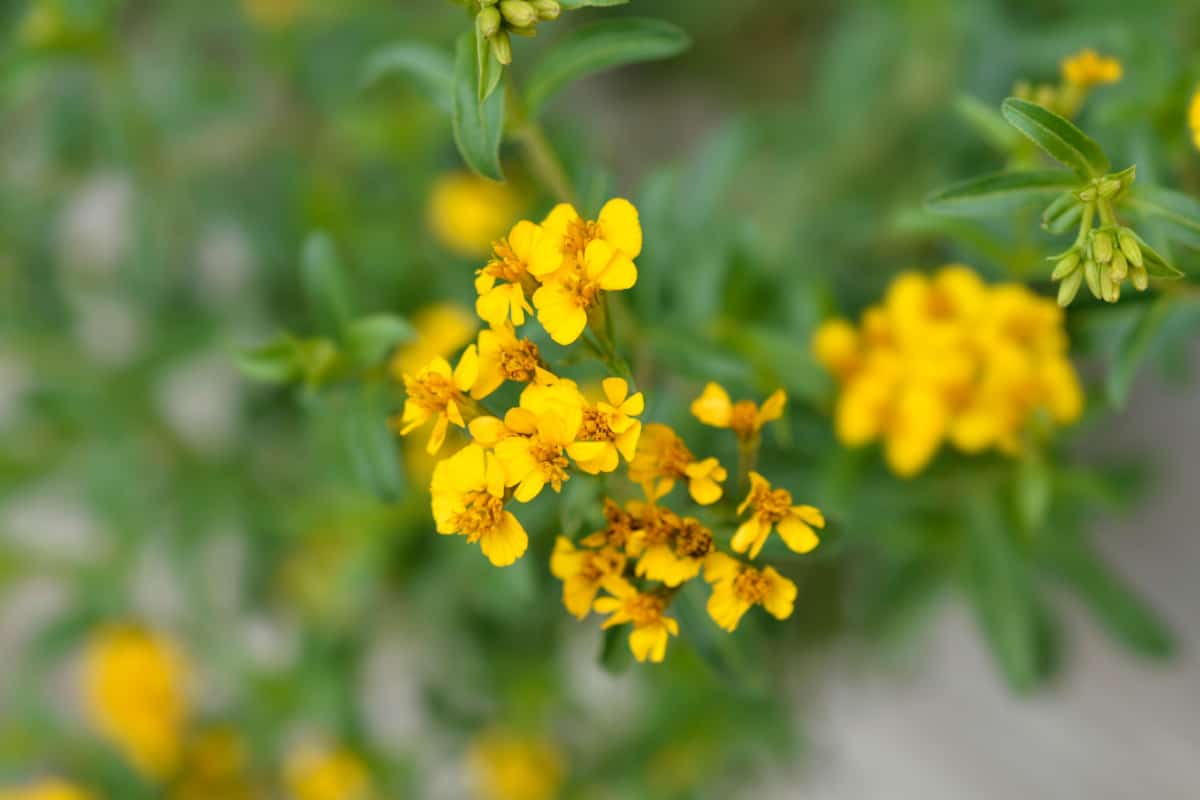 Mexican Mint Marigold (Tagetes lucida) with yellow blooms