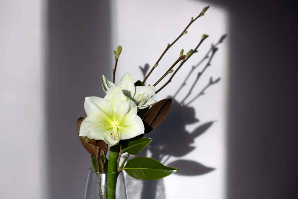 Stylish spring bouquet with branches and leaves of magnolia and amaryllis in a glass vase on the table.