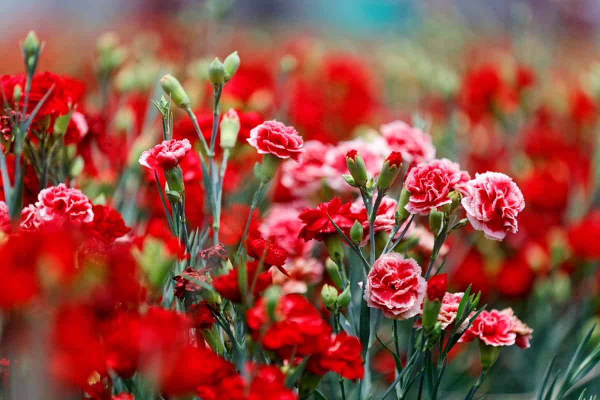 Close up view of lovely red carnations blooming in the flower field