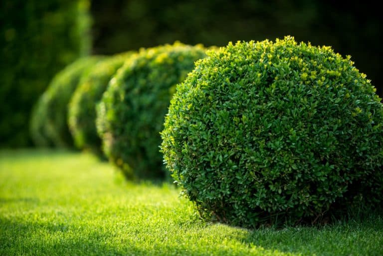 shrubs with green lawn.