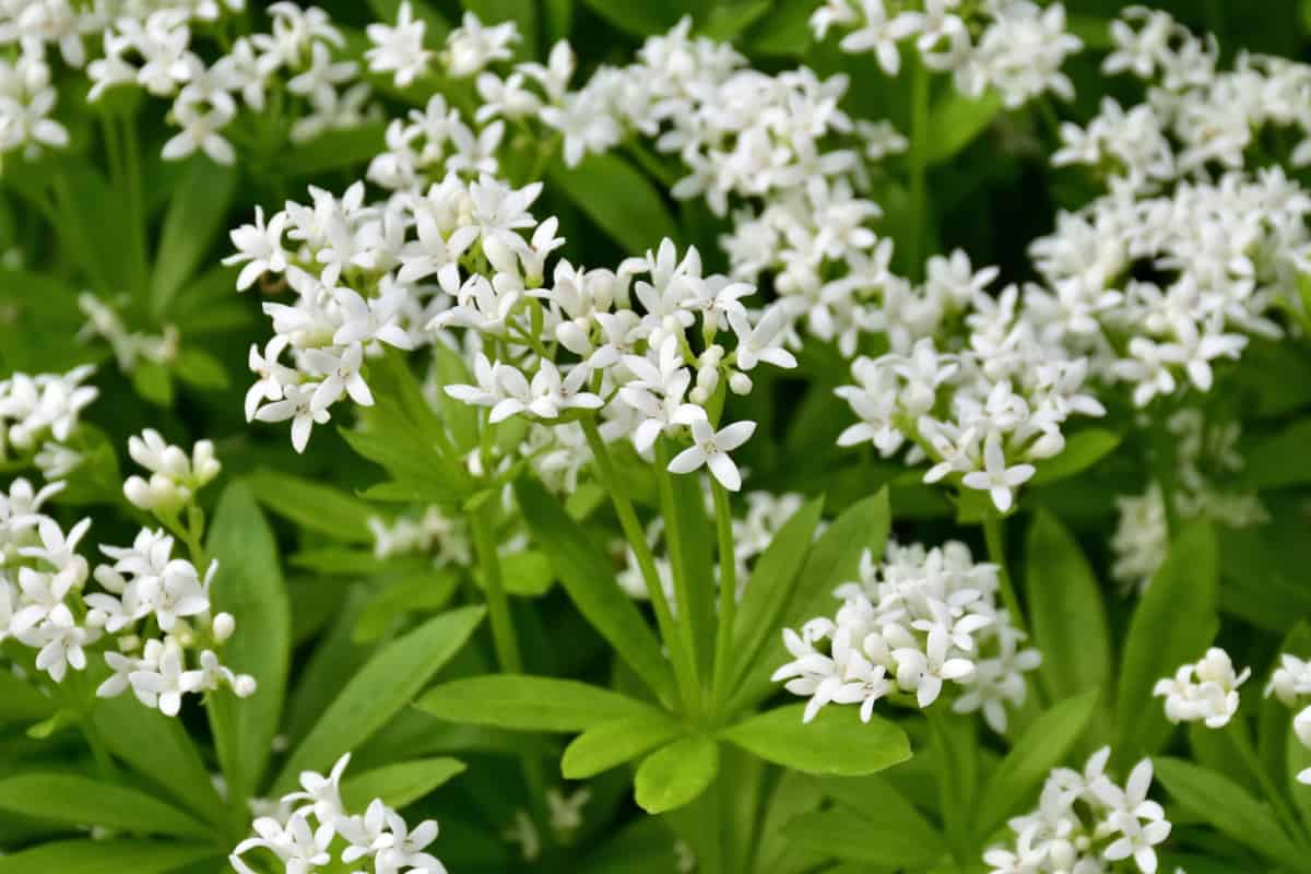 Sweet woodruff (Galium odoratum) - blossoms