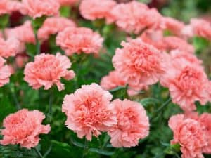 vibrant pink carnations in a green field