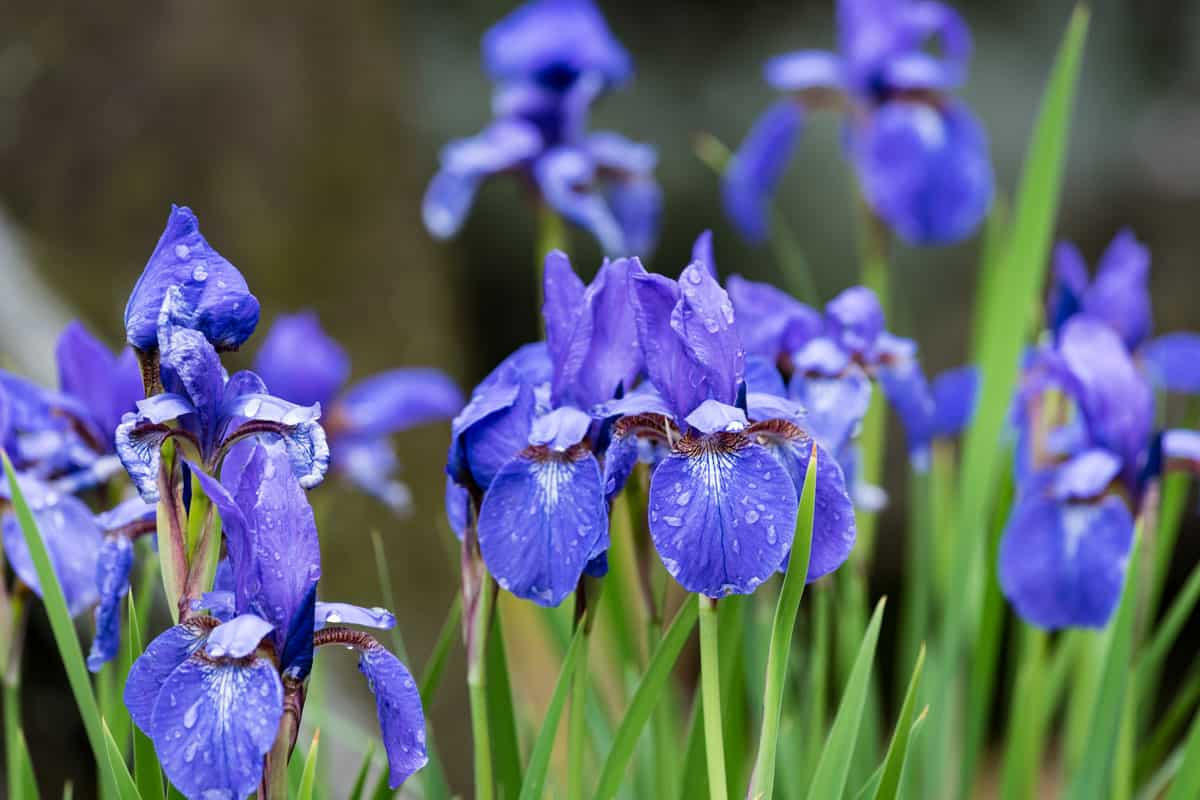 Siberian-Iris photographed at a sunny day