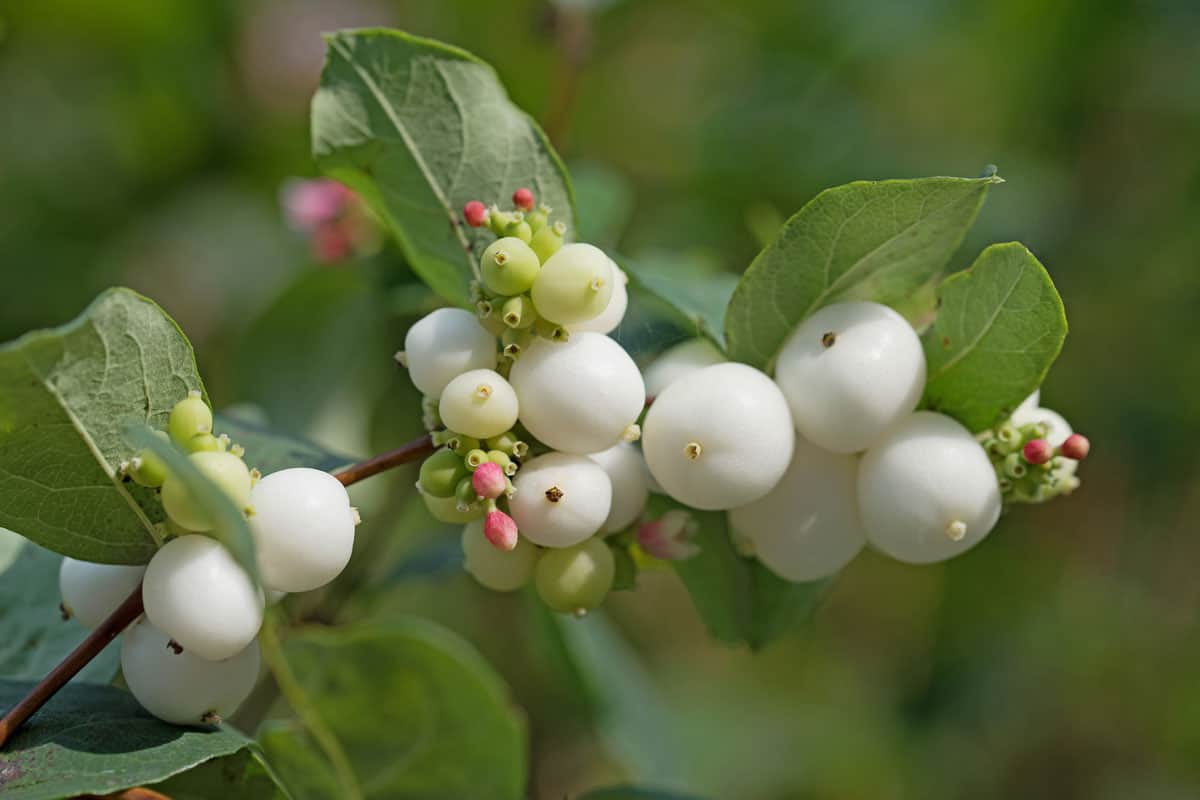 Snowberry photographed in detail