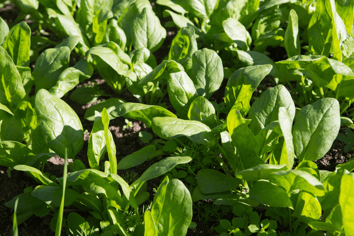 Spinach (spinacia oleracea) plant crops with green leaves in vegetable patch seedbed plantation soil close up