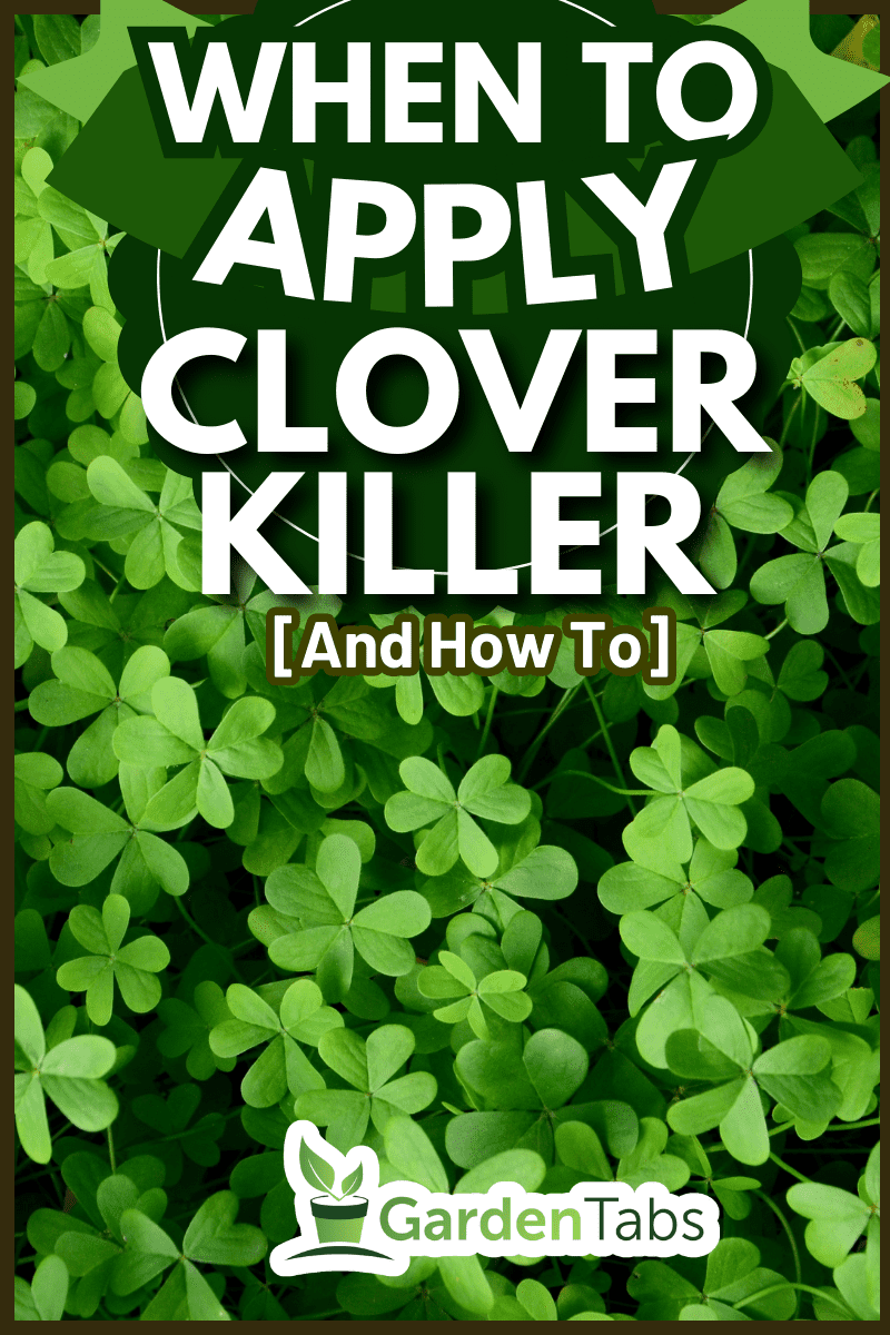 Spraying the lawn with the white clover (Trifolium repens) herbicide in the garden. - Spraying the lawn with the white clover (Trifolium repens) herbicide in the garden
