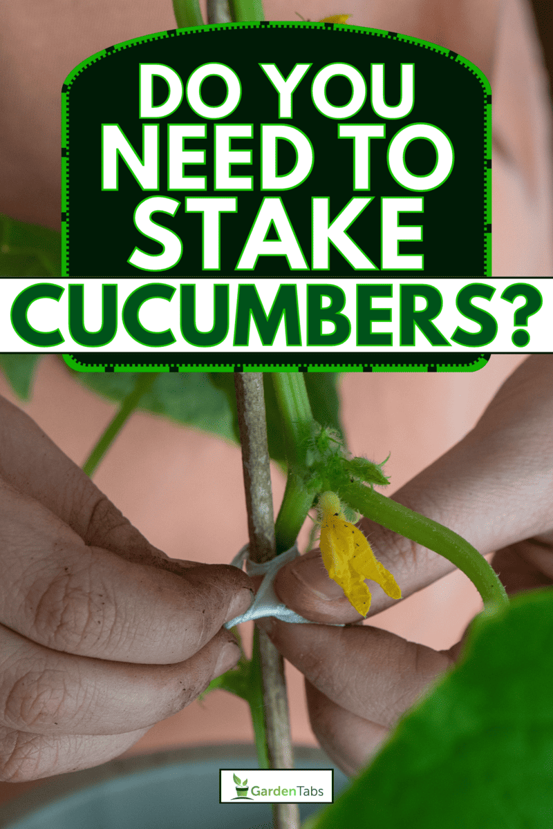 Staking cucumber plant, Do You Need To Stake Cucumbers? Essential Tips For Better Yield