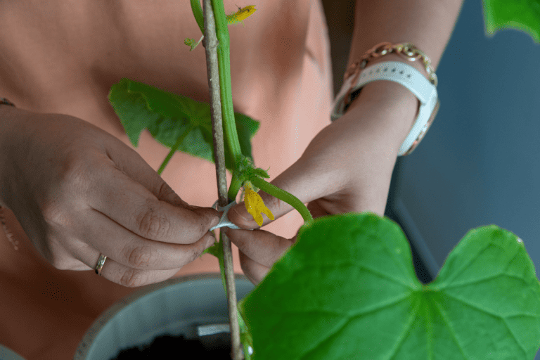 Staking cucumber plant, Do You Need To Stake Cucumbers? Essential Tips For Better Yield