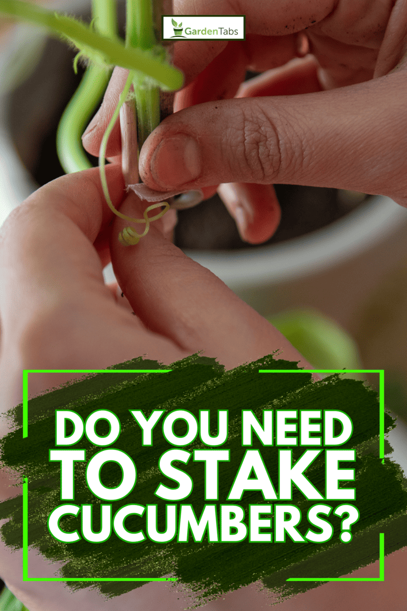 Staking cucumber plant at home garden, Do You Need To Stake Cucumbers? Essential Tips For Better Yield