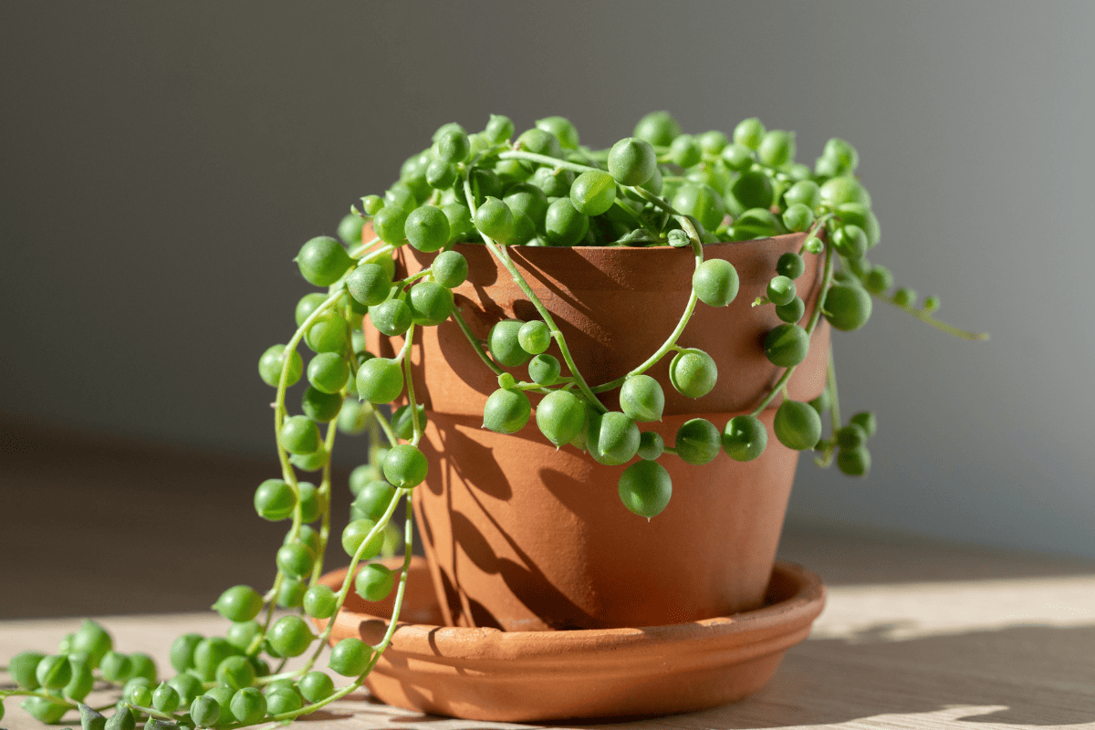 String of pearls in a terracotta flower pot