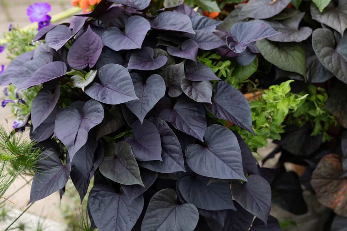 Purple sweet potato vines 