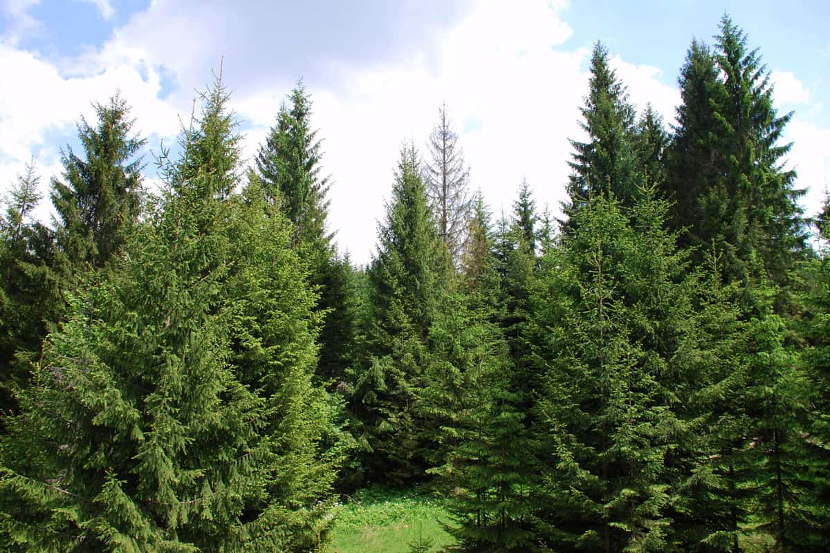 Tall and lush Norway spruce trees