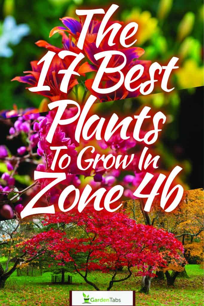 Liatris blooming at a small garden field, The 17 Best Plants to Grow in Zone 4b