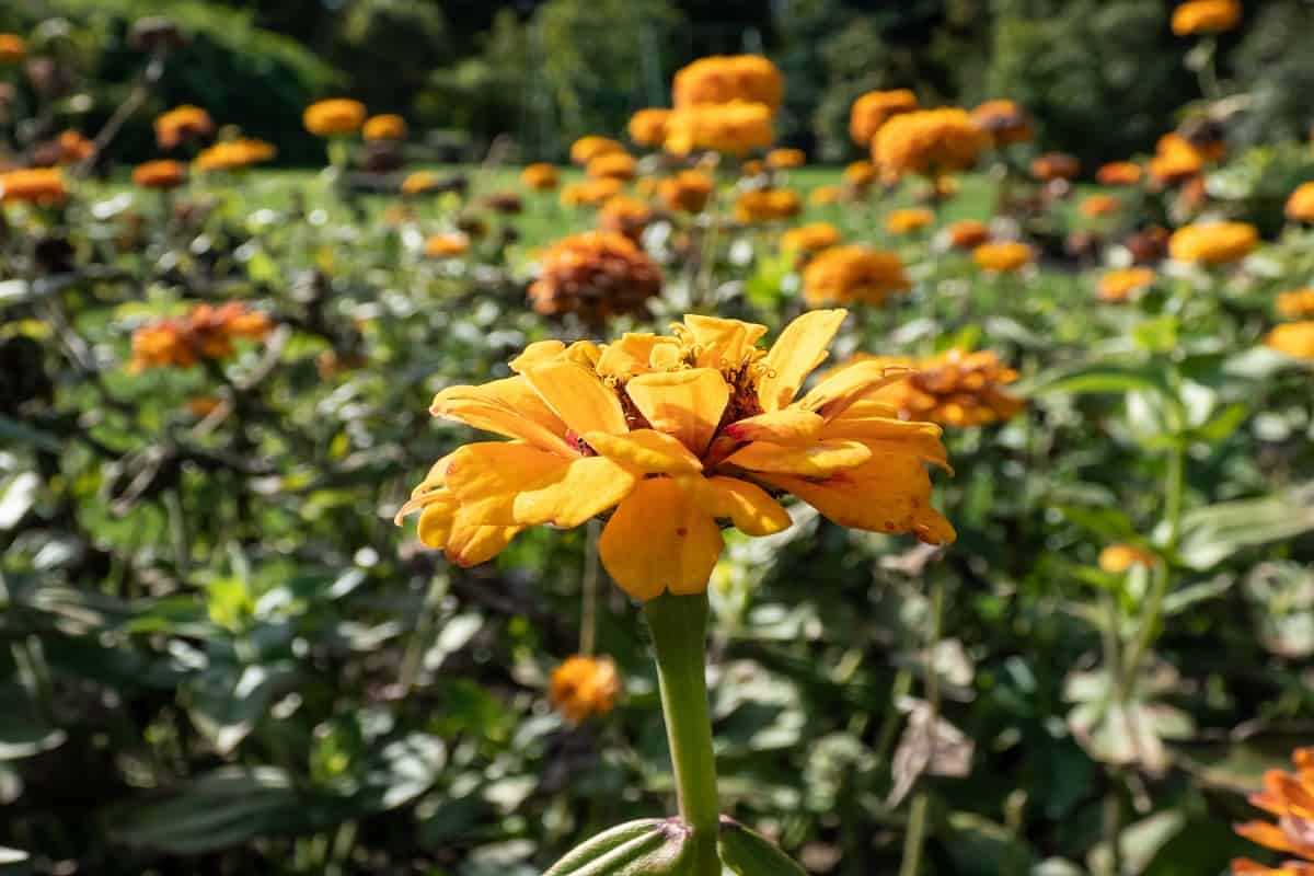 The youth-and-age, common zinnia or elegant zinnia (Zinnia elegans or Zinnia violacea) 'Oklahoma Golden Yellow' growing in the garden and blooming with rounded, fully double flowers in autumn