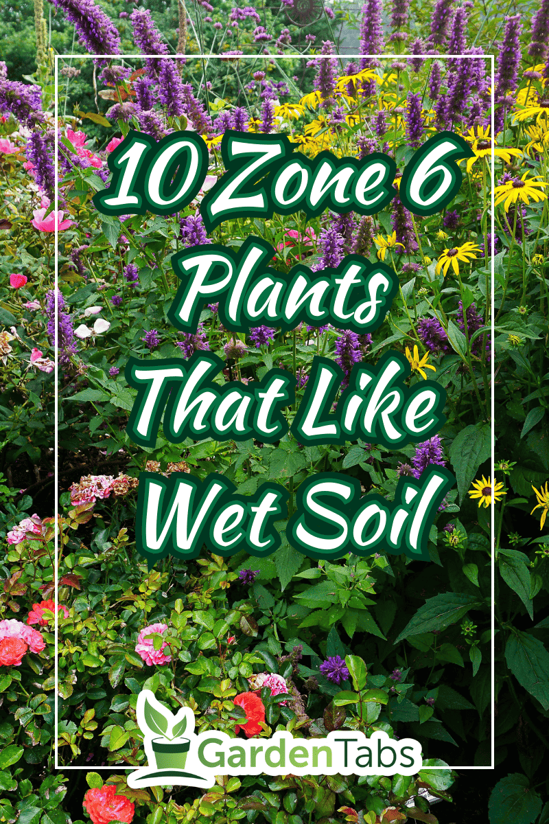 This is a photograph of a beautiful flower garden. The garden is filled with various types and colors of flowers that are in full bloom. - 10 Zone 6 Plants That Like Wet Soil