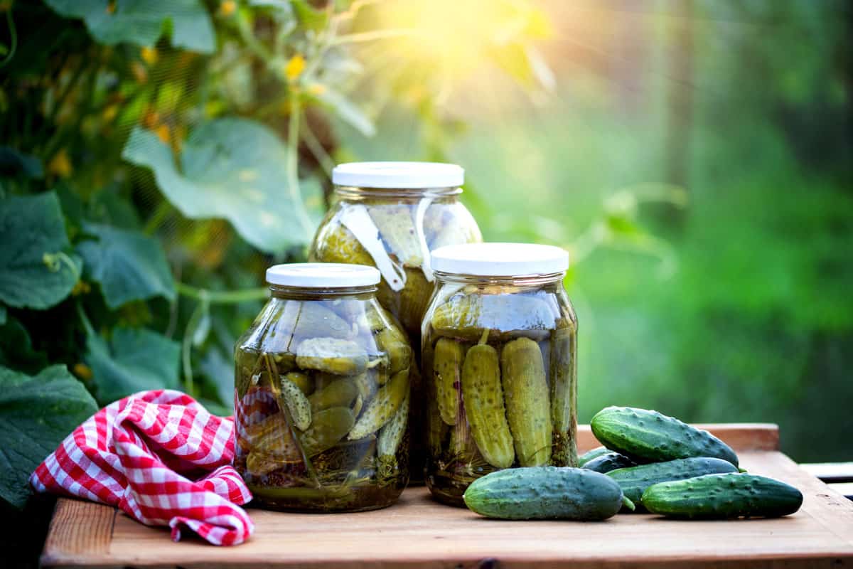 Three mason jars filled with pickled cucumbers