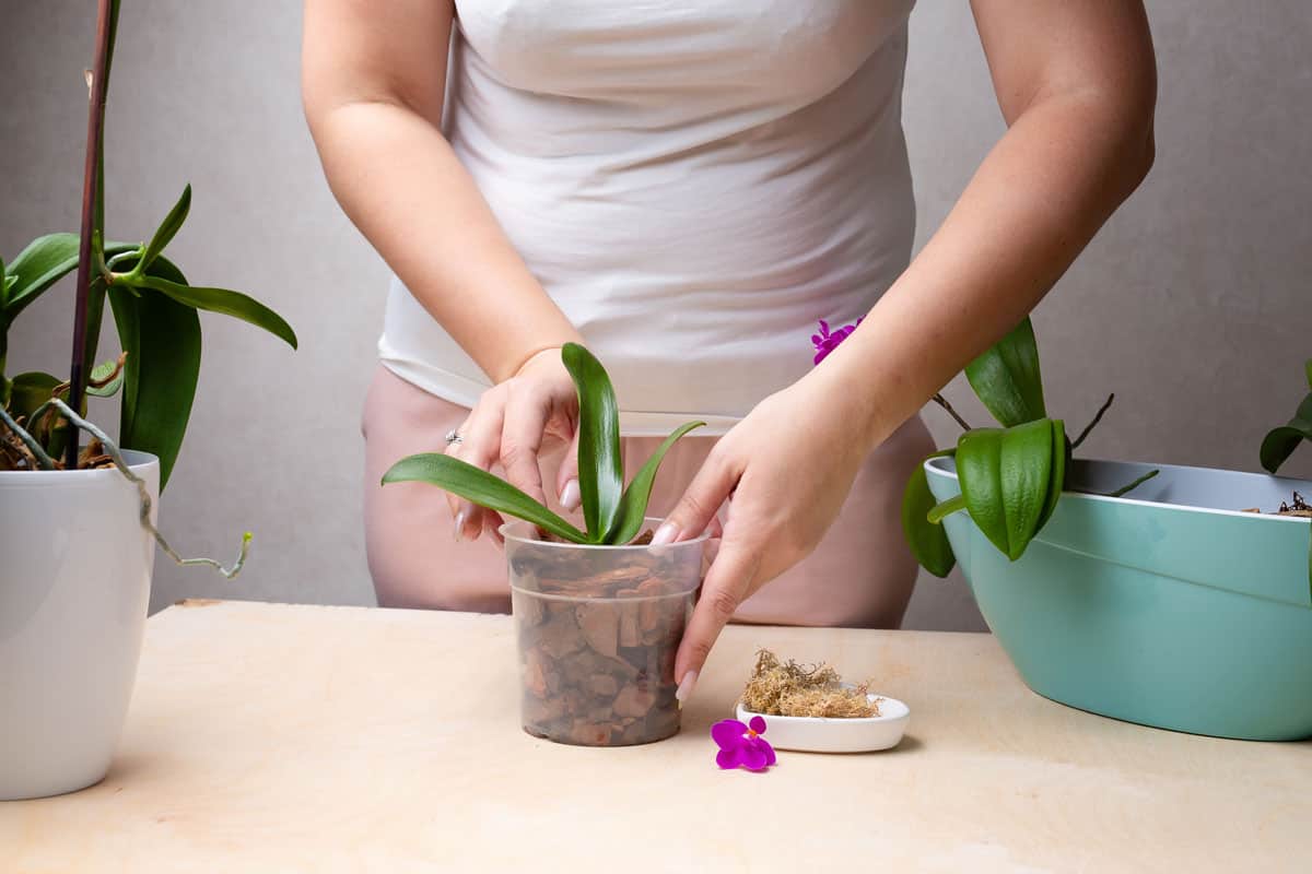 Woman checking her tiny orchid