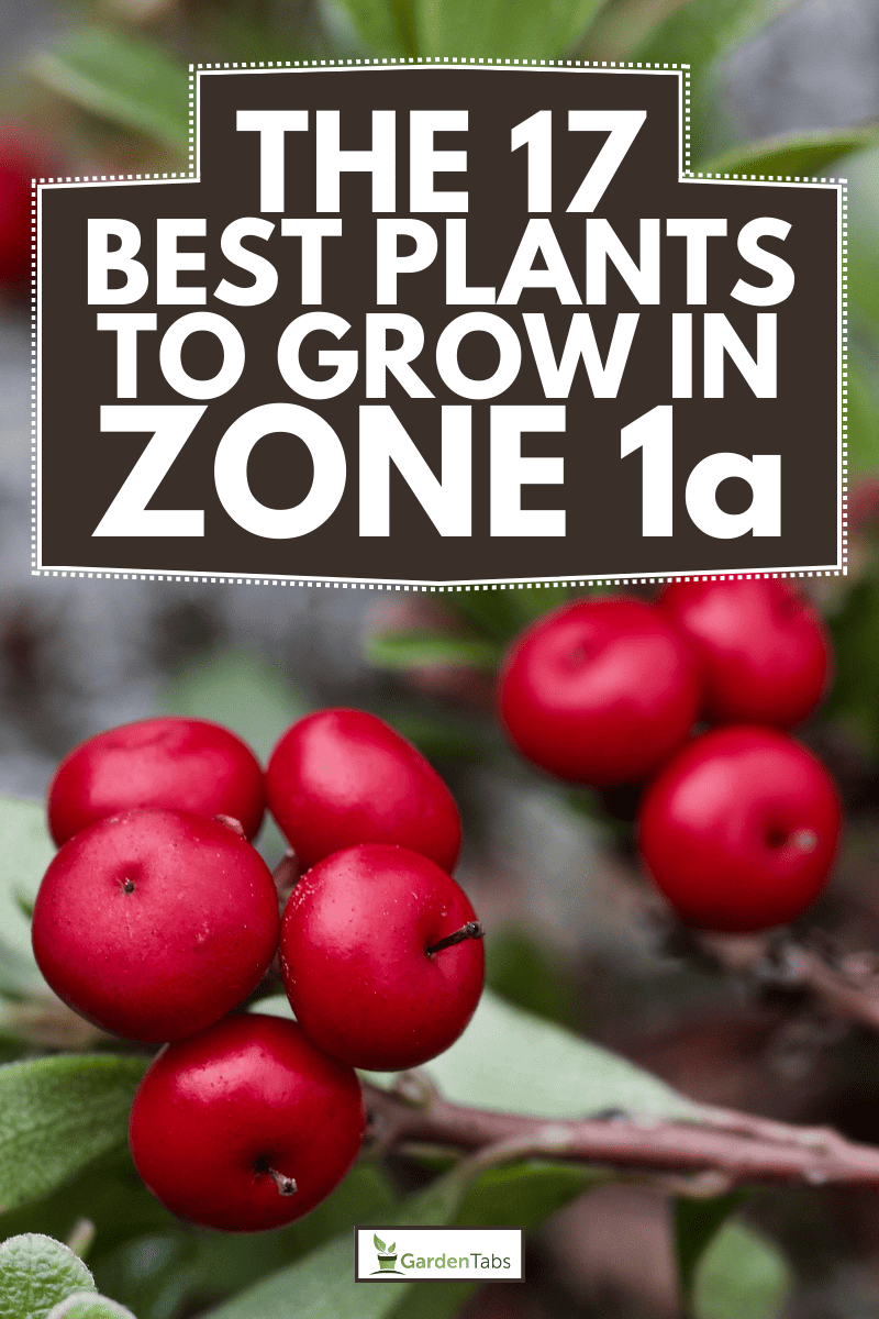 Tiny red bearberries close up, The 17 Best Plants to Grow in Zone 1a (-60 to -55 °F/-51.1 to -48.3 °C)