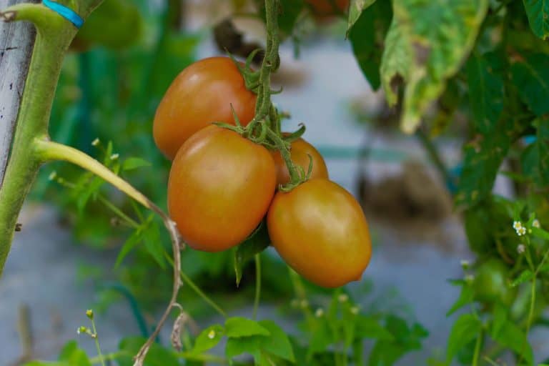 Tomatoes slowly getting ripe, Can You Plant Cucumbers And Tomatoes Together?