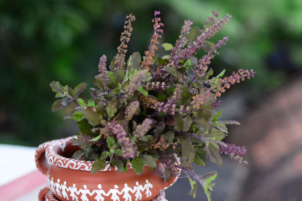 Tulsi in a Terracotta pot.Ocimum tenuiflorum, commonly known as holy basil, tulasi or tulsi, is an aromatic perennial plant in the family Lamiaceae